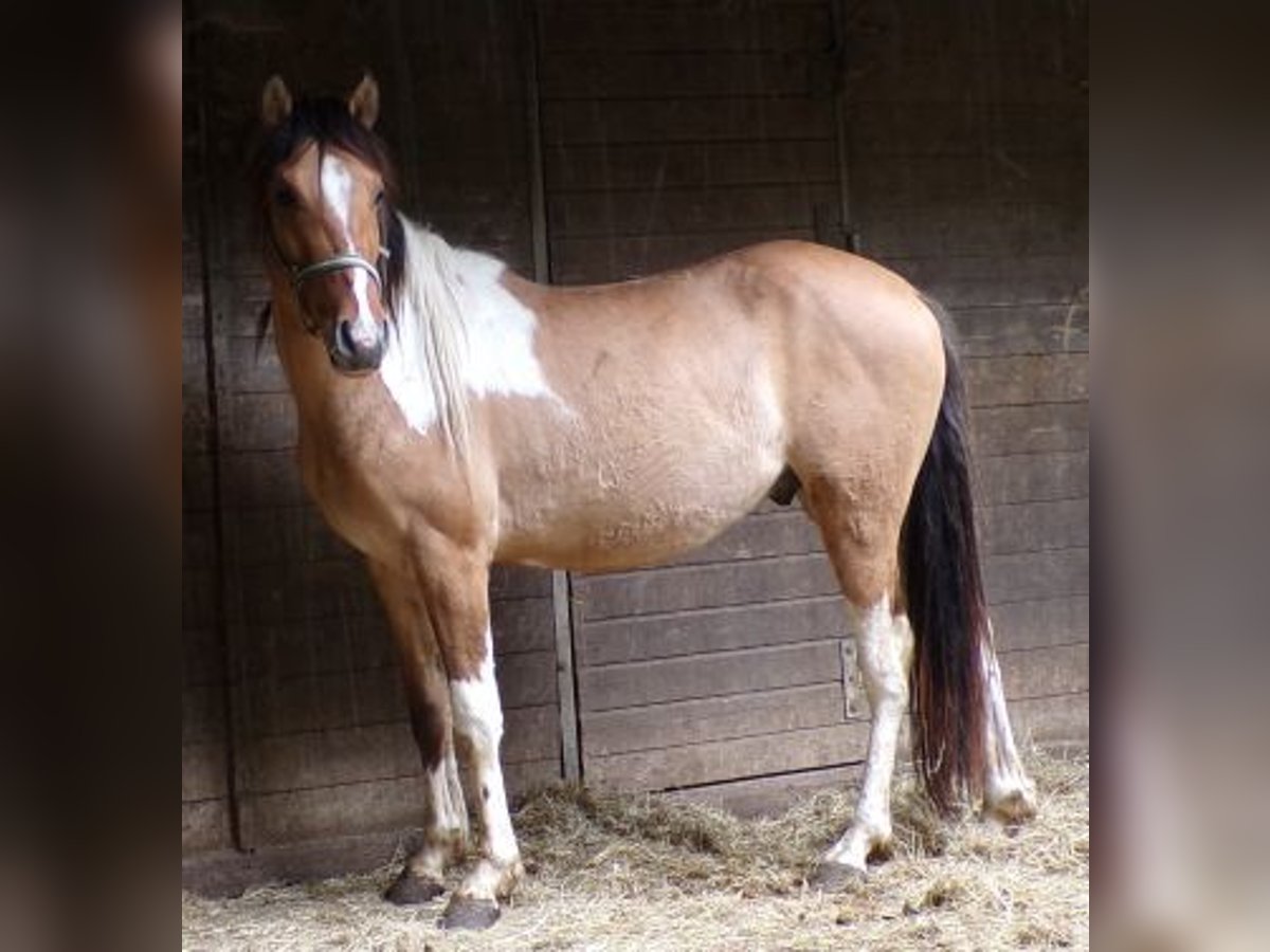 Curly Horse Wallach 3 Jahre 145 cm Schecke in Arnbruck