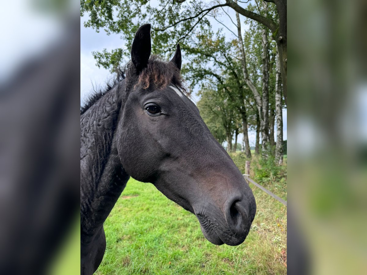 Curly Horse Wallach 7 Jahre 160 cm Rappe in Waalre