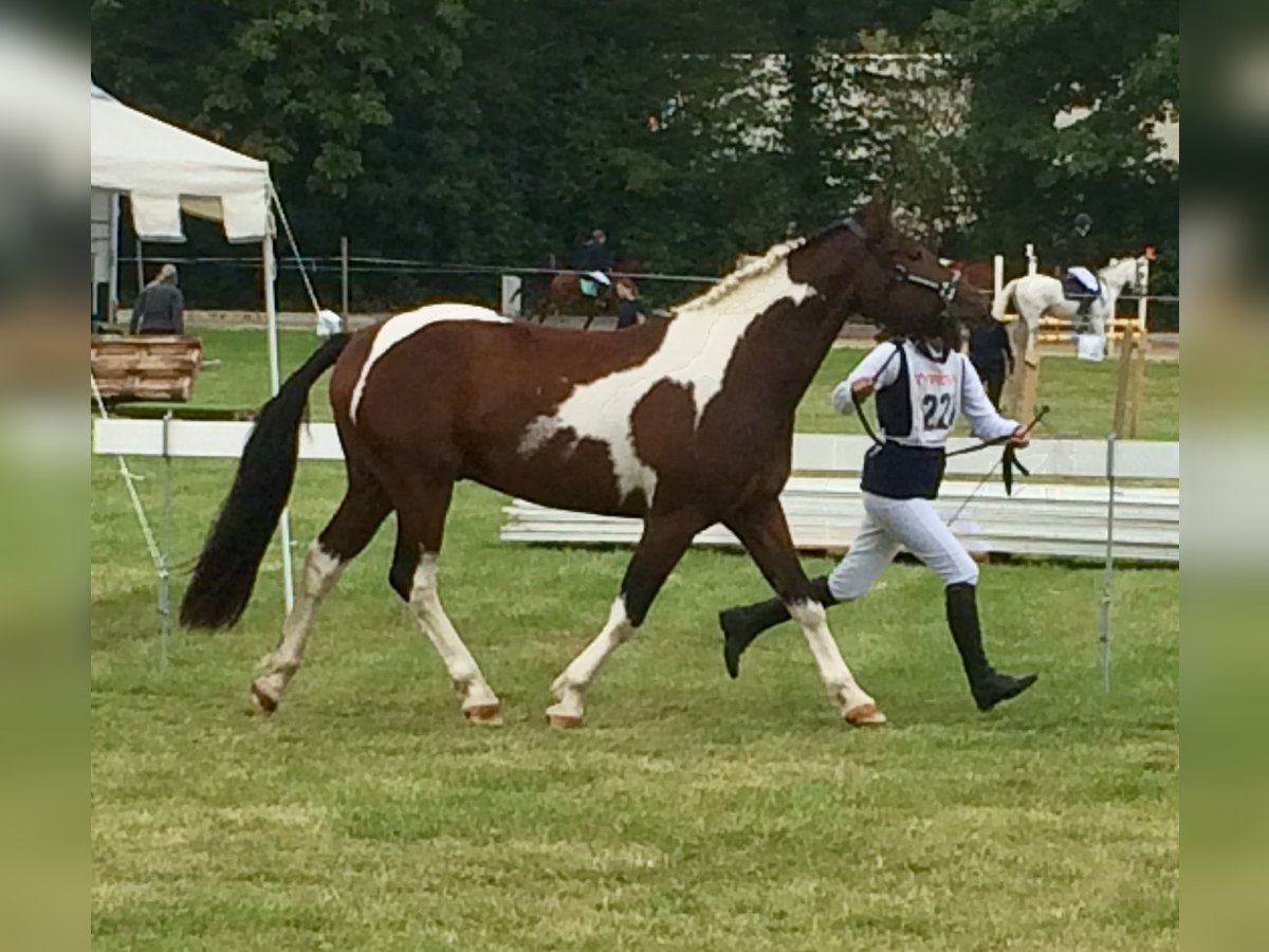 CurlyStar Sioux‘s Charly Caballo ""Curly"" Semental Tobiano-todas las-capas in Bern