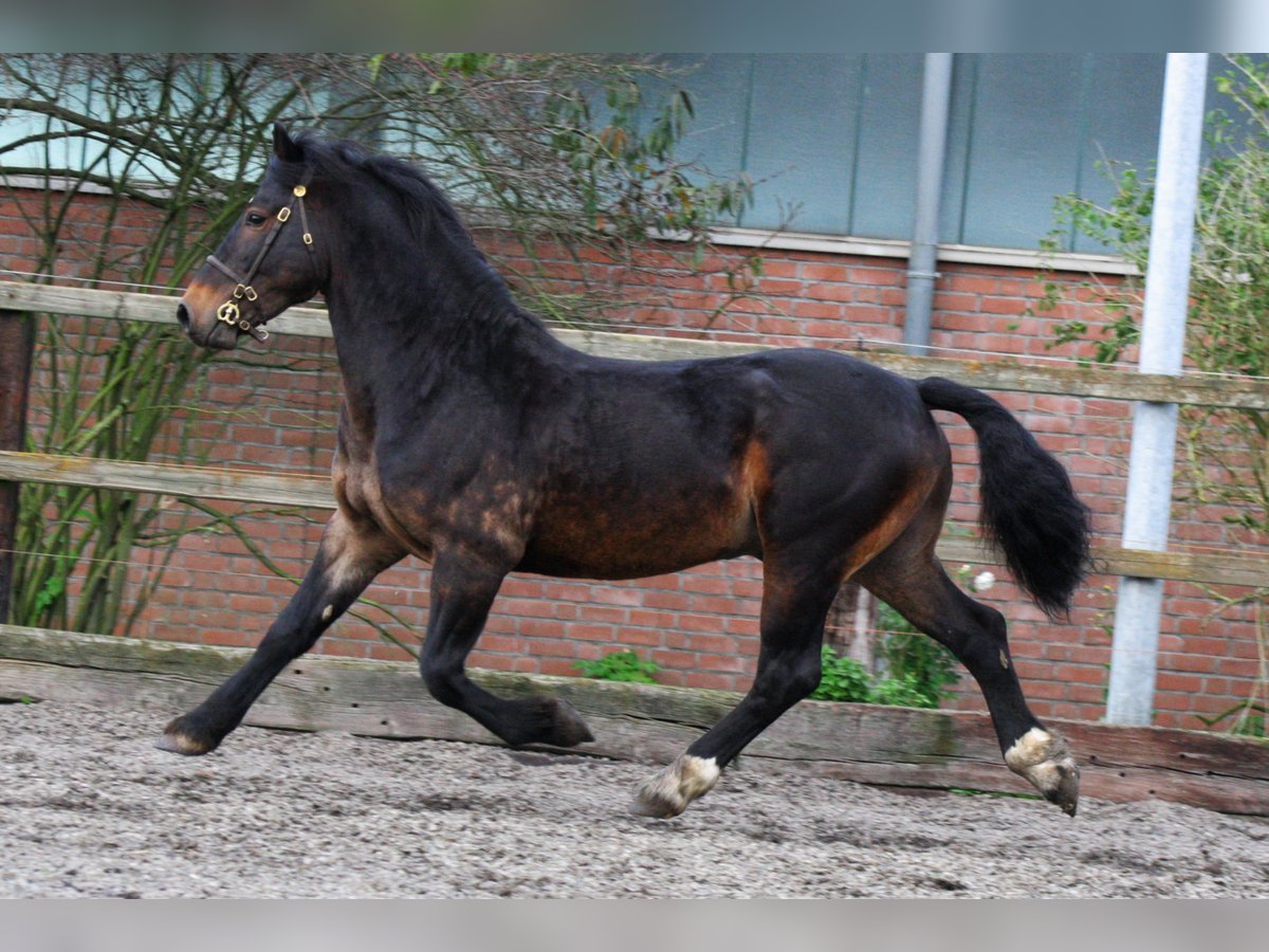 CWMMEUDWY DYLAN THOMAS Welsh D (Cob) Stallion in Meerbusch