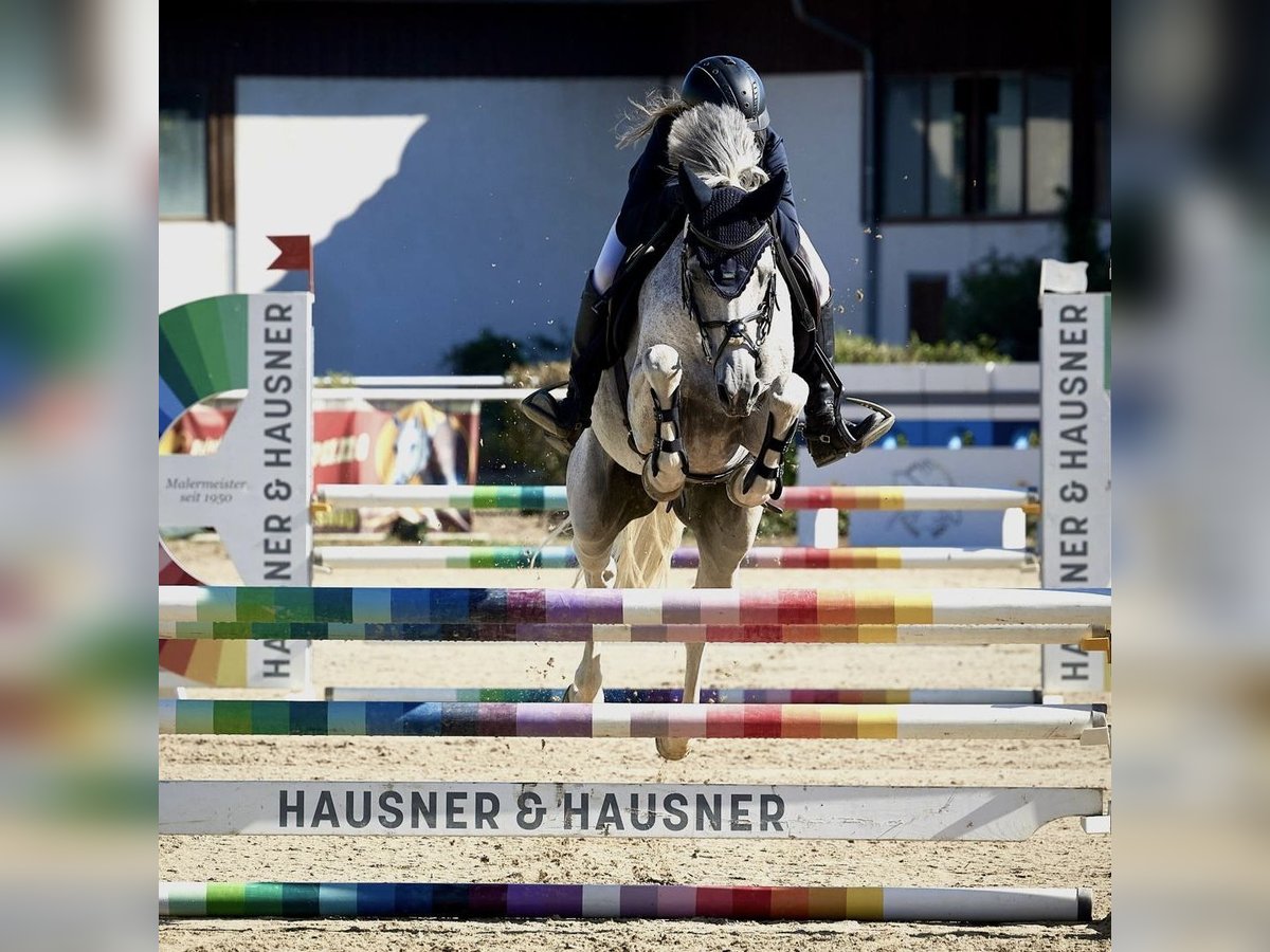 Czech sports pony Gelding 13 years 14,2 hh Grey-Red-Tan in Gols