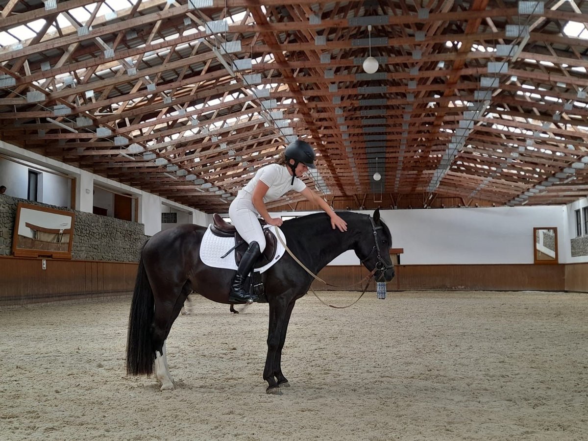 Czech sports pony Stallion 4 years 13,3 hh Black in Praha