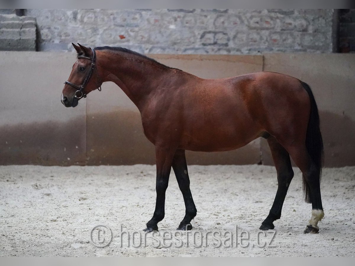 Czech Warmblood Gelding 10 years 16 hh Brown in Region Prag