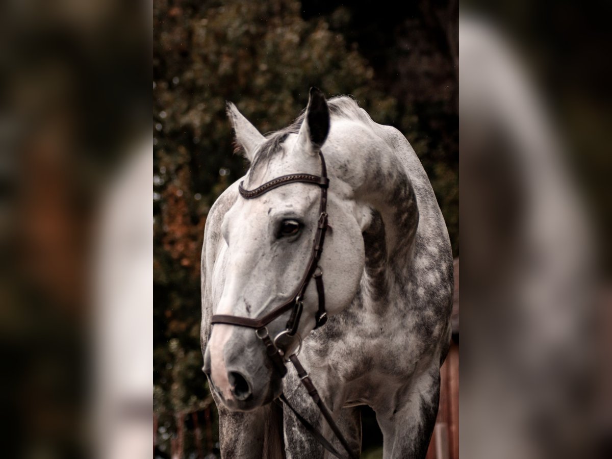 Czech Warmblood Gelding 12 years 16,1 hh Gray-Blue-Tan in Georgenberg