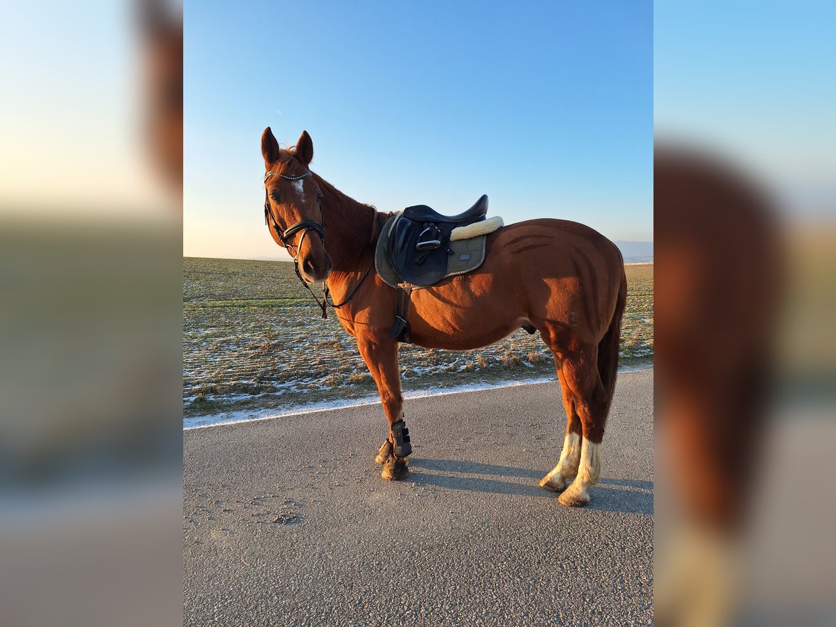 Czech Warmblood Gelding 14 years 15,2 hh Chestnut-Red in Ruprechtshofen