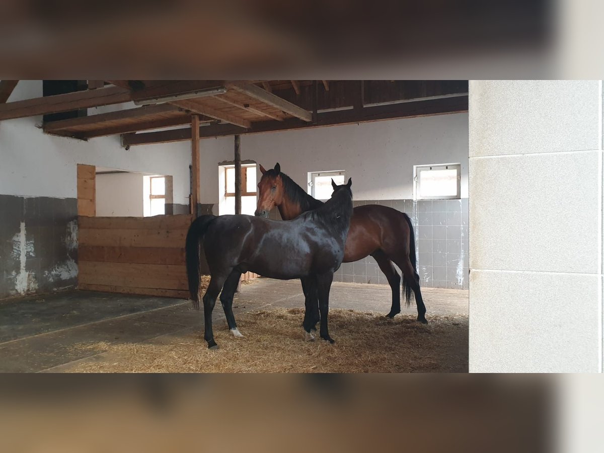 Czech Warmblood Gelding 15 years 17 hh Brown in Brunnenthal