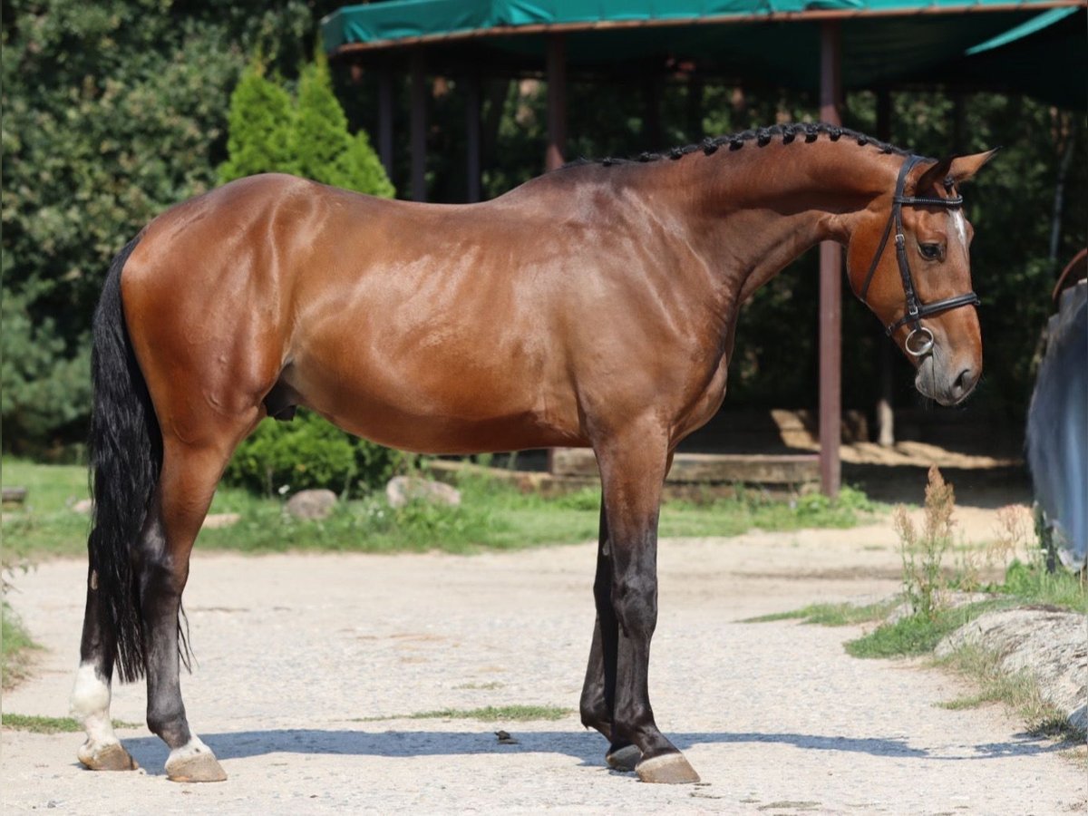 Czech Warmblood Gelding 3 years 16,2 hh Bay in Mladá Boleslav