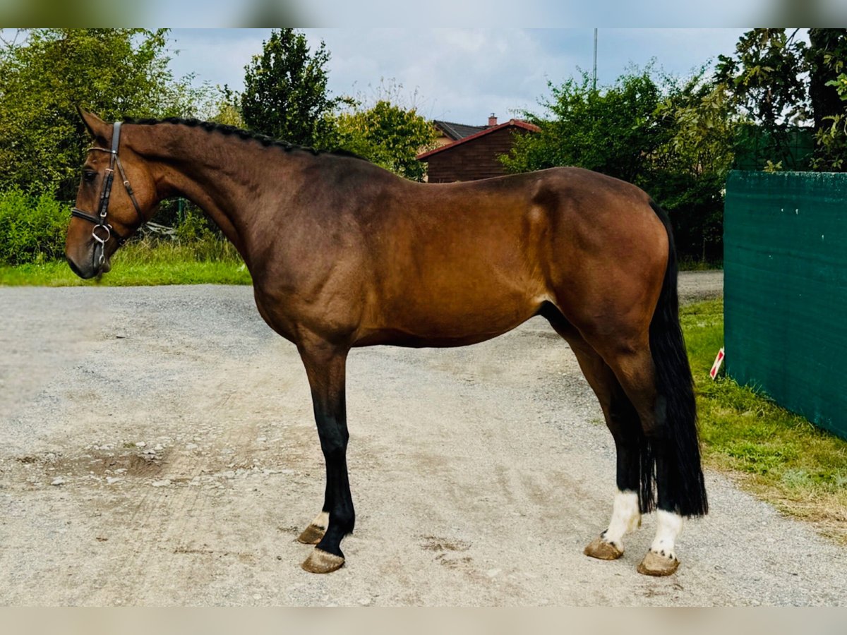 Czech Warmblood Gelding 4 years 16,1 hh Bay in Mladá Boleslav