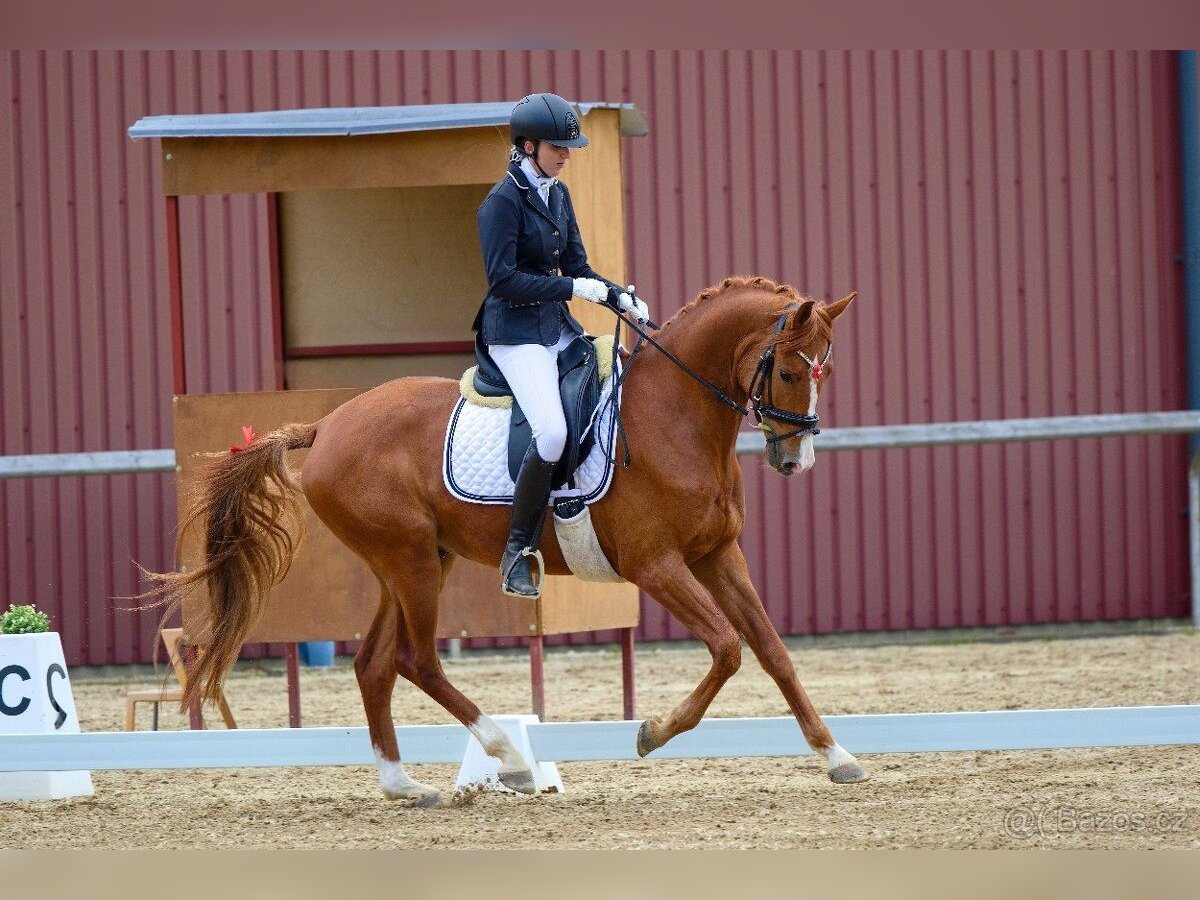 Czech Warmblood Gelding 4 years 16 hh Chestnut in Lhenice