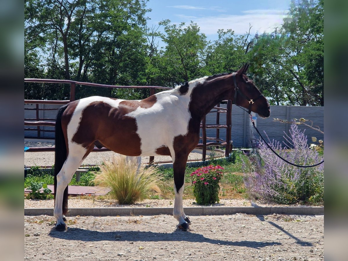 Czech Warmblood Gelding 4 years 16,1 hh Tovero-all-colors in &#x160;amor&#xED;n