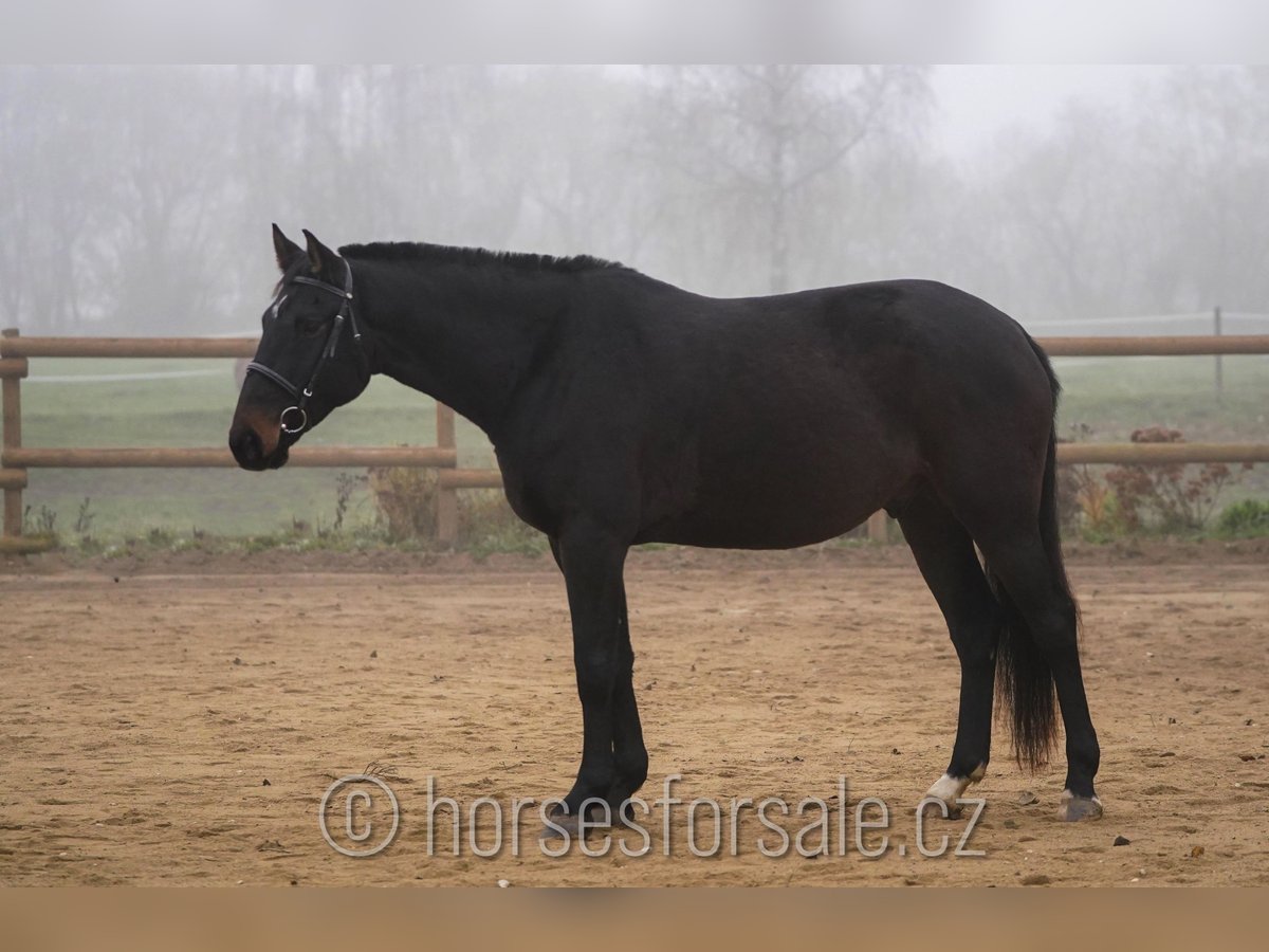 Czech Warmblood Gelding 5 years 17 hh Bay-Dark in Ceske Budejovic