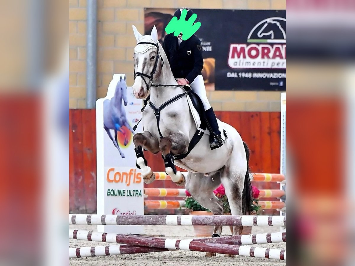 Czech Warmblood Mix Gelding 6 years 14,2 hh Gray in Borgo D'Ale Czech Warmblood Mix Gelding 6 years 14,2 hh Gray in Borgo D'Ale
