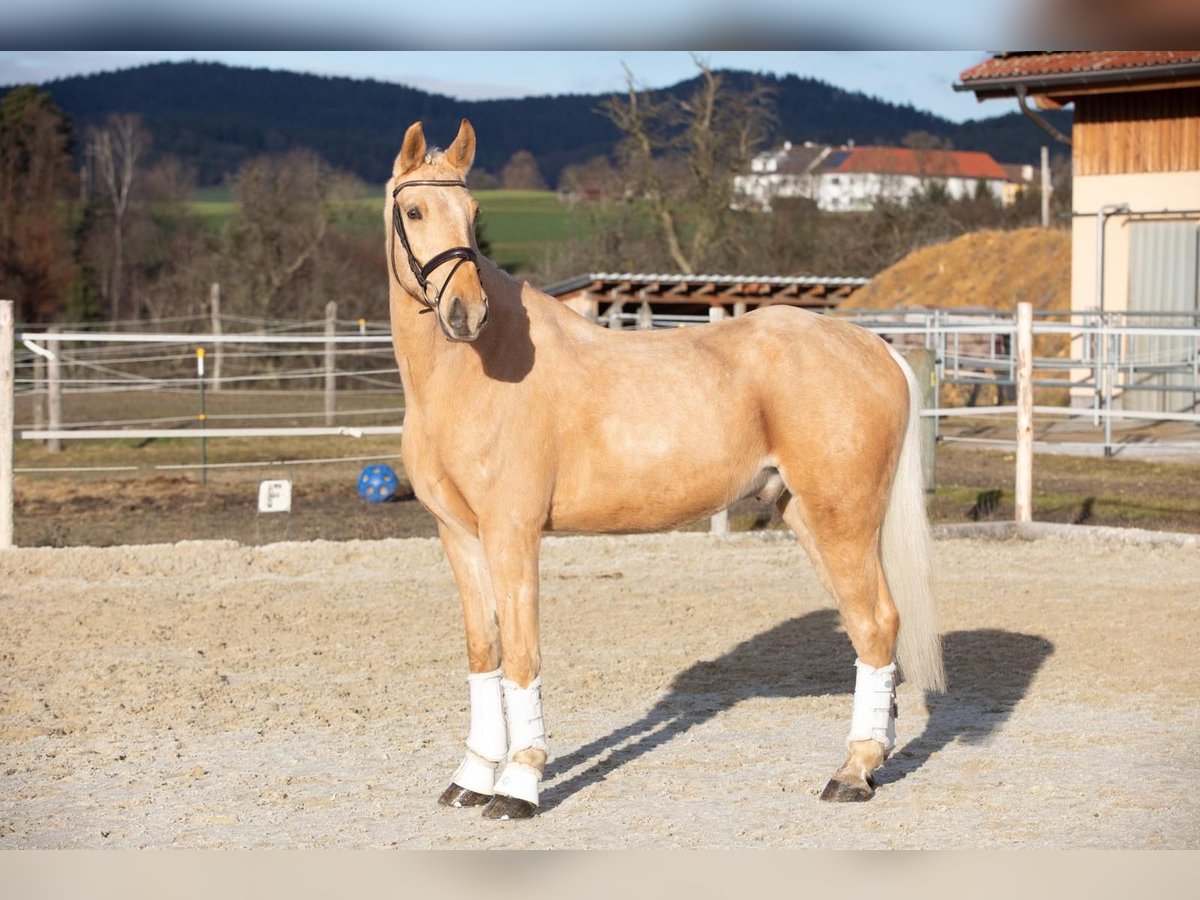 Czech Warmblood Gelding 6 years 16 hh Dun in Alberndorf In Der Riedmark