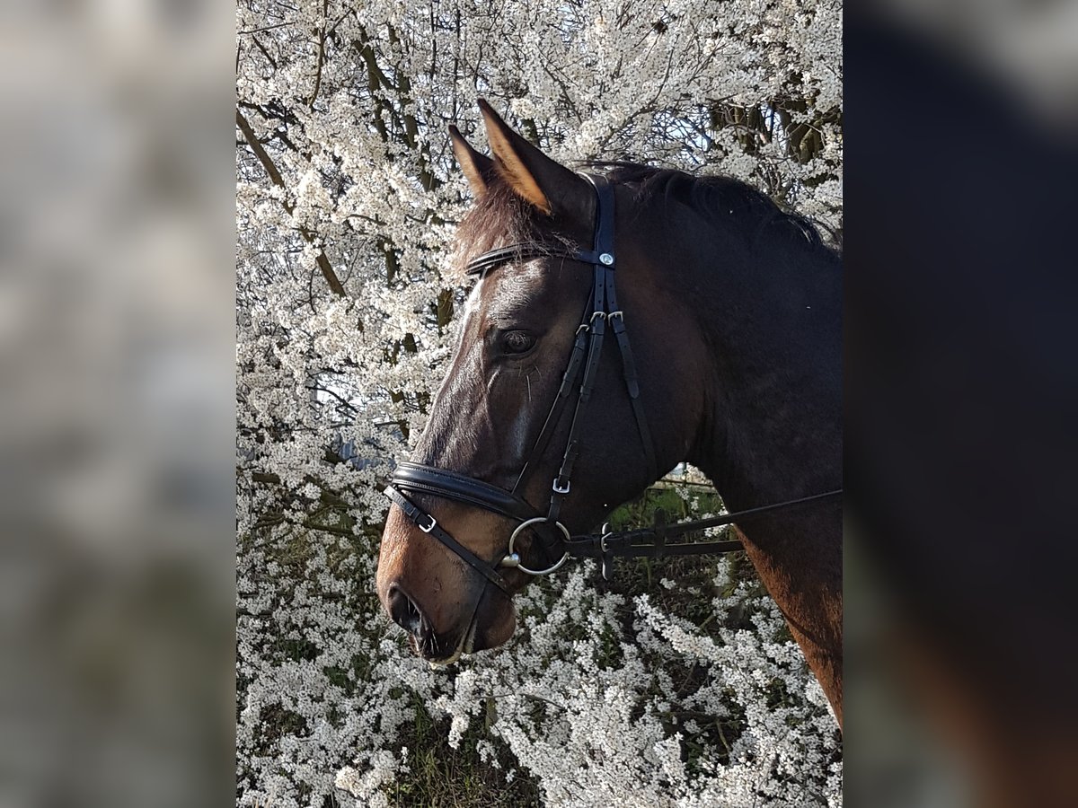 Czech Warmblood Gelding 6 years 16,2 hh Brown in Jacobsdorf