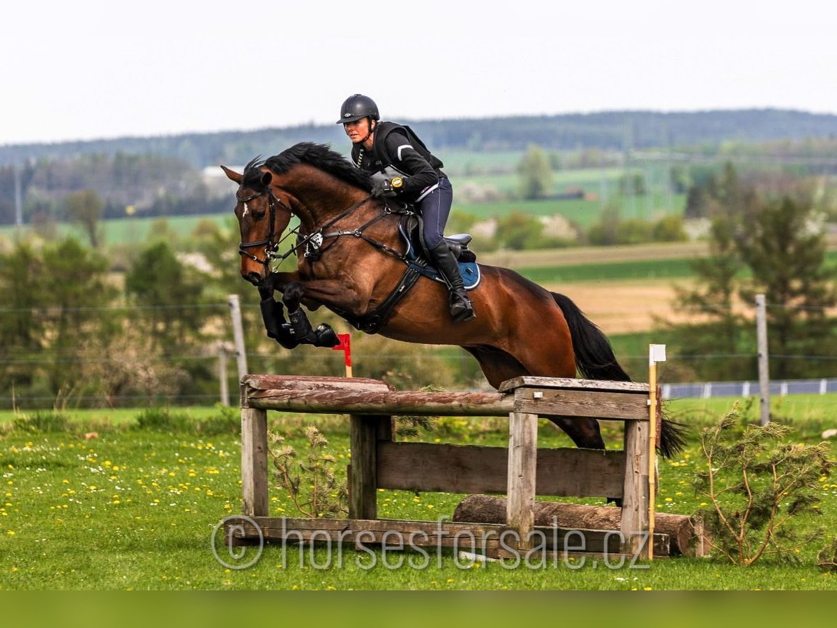 Czech Warmblood Gelding 7 years 16,1 hh Brown in Region Prag