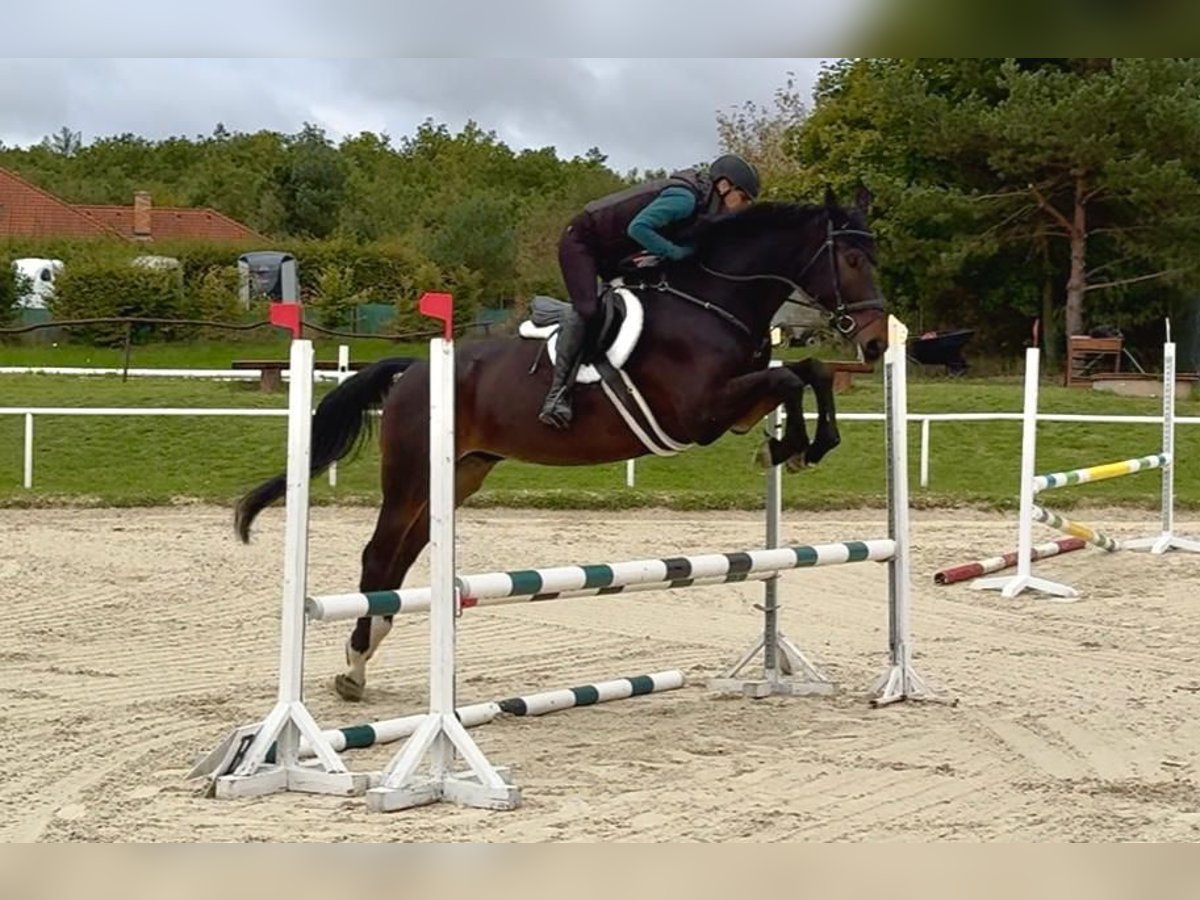Czech Warmblood Gelding 7 years 16,2 hh Bay-Dark in Brno