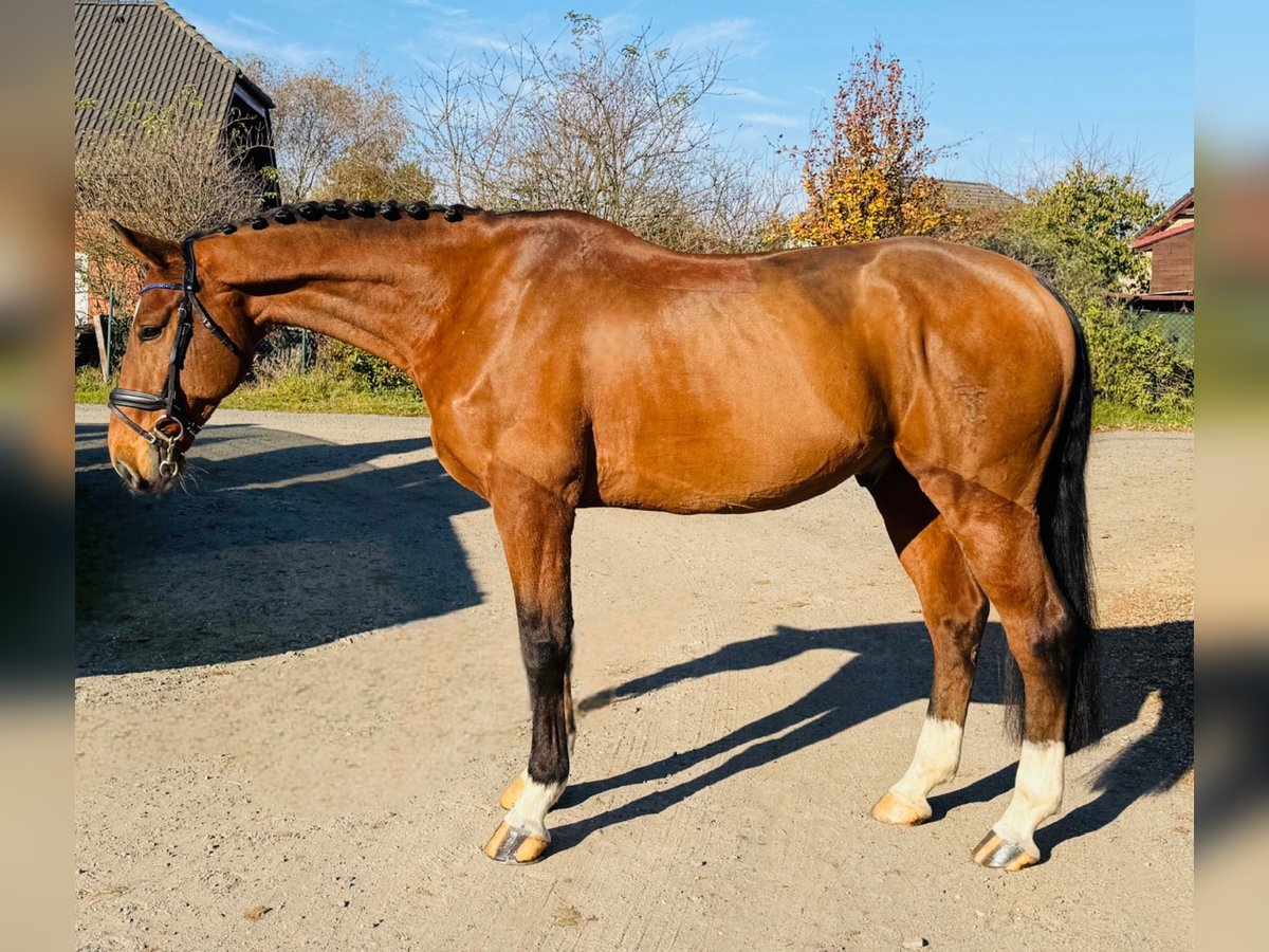 Czech Warmblood Gelding 7 years 16,2 hh Bay in Mladá Boleslav