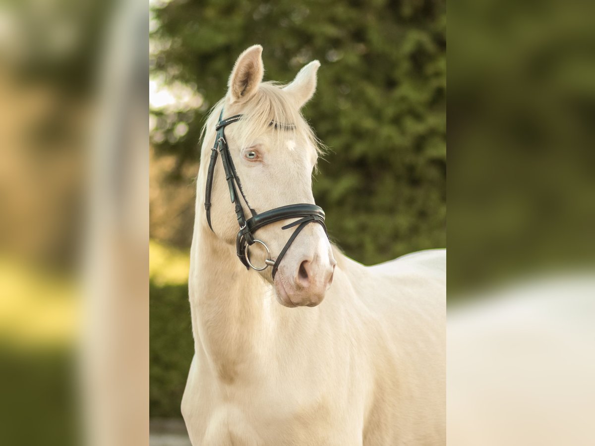 Czech Warmblood Gelding 7 years 16 hh Palomino in Moosach
