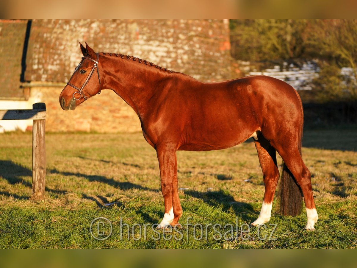 Czech Warmblood Gelding 8 years 16,1 hh Chestnut-Red in 1 Stunde von Prag