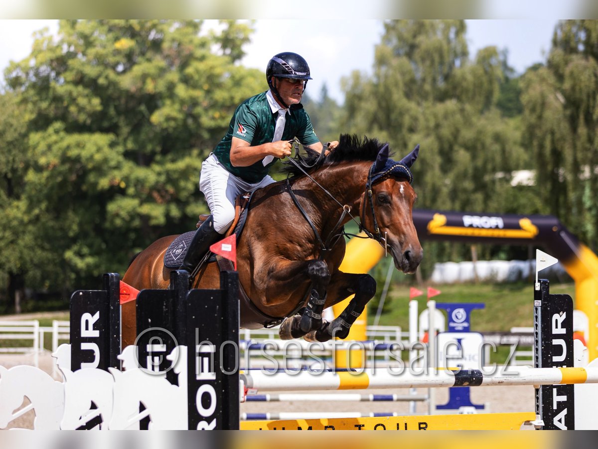 Czech Warmblood Gelding 8 years 16,3 hh Brown in Pribram