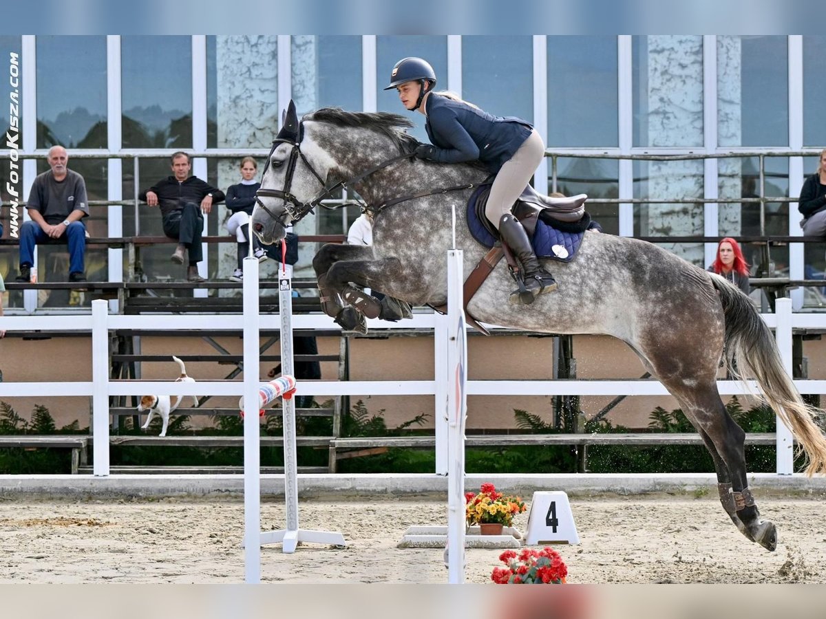 Czech Warmblood Gelding 9 years 16,1 hh Dun in Brno