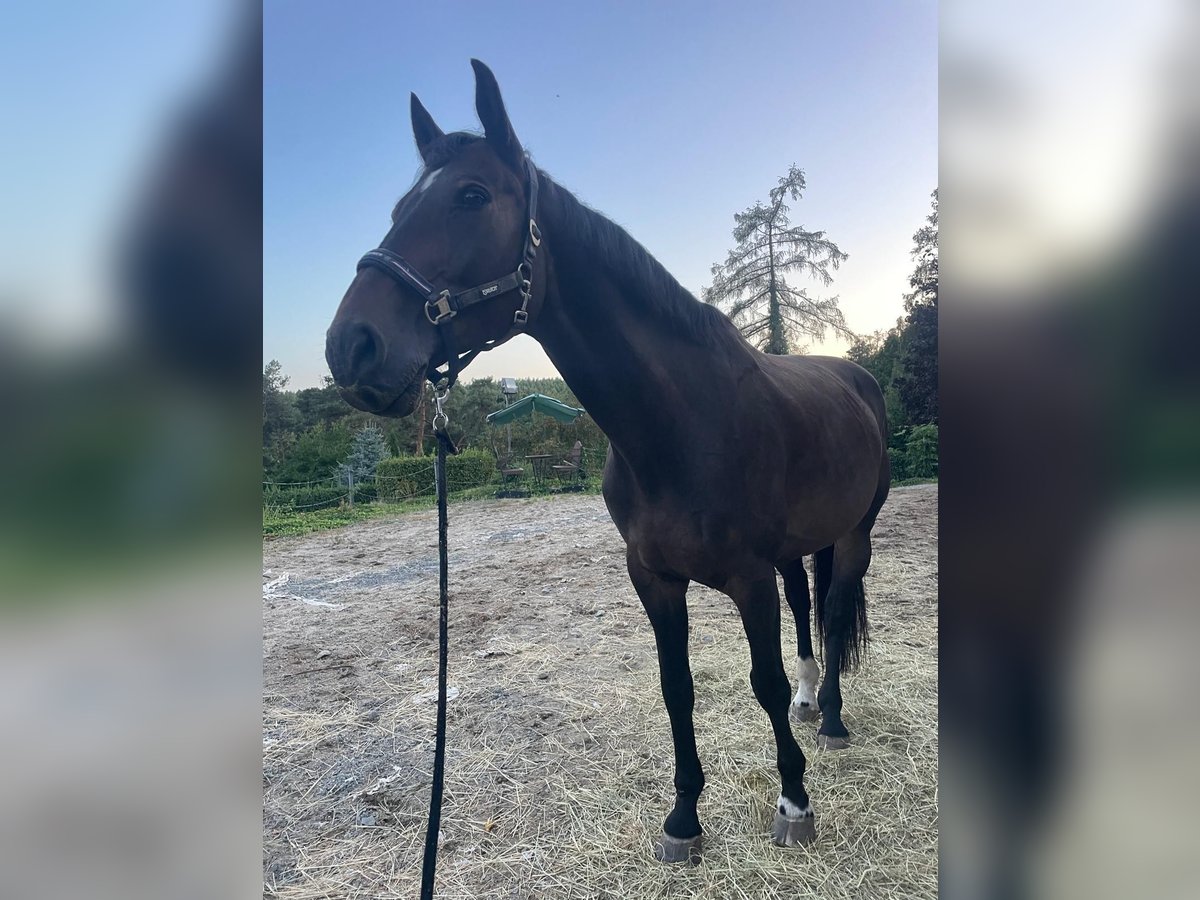 Czech Warmblood Gelding 9 years 16,3 hh Bay-Dark in Prost&#x11B;jov