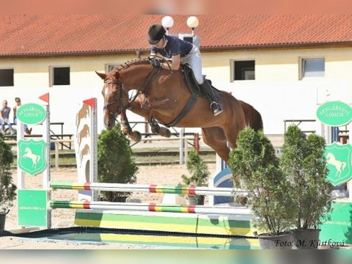 Czech Warmblood Mare 10 years 16,2 hh Chestnut in PRIBRAM