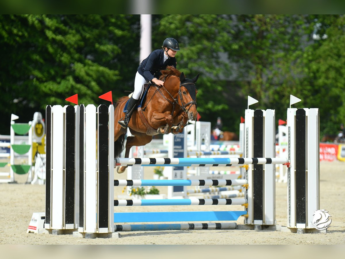 Czech Warmblood Mare 11 years 16,1 hh Chestnut-Red in Kirchberg Thenning