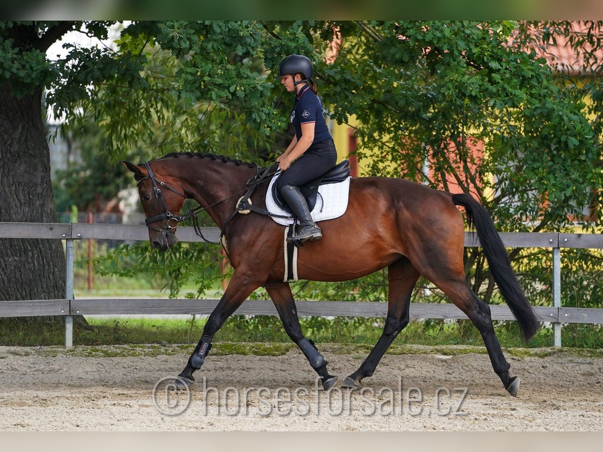 Czech Warmblood Mare 11 years 16,2 hh Brown in Ceske Budejovice