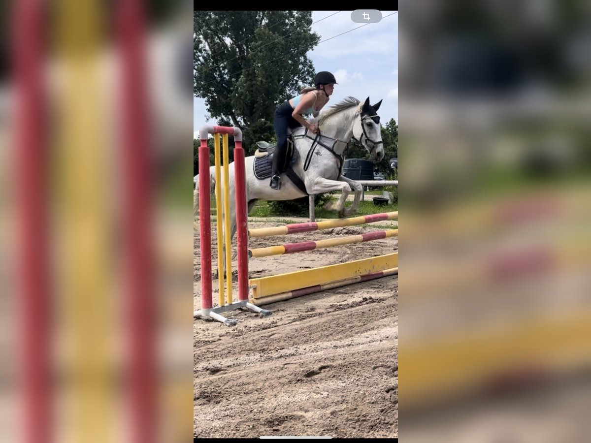 Czech Warmblood Mare 12 years 16,2 hh Gray in Malsch