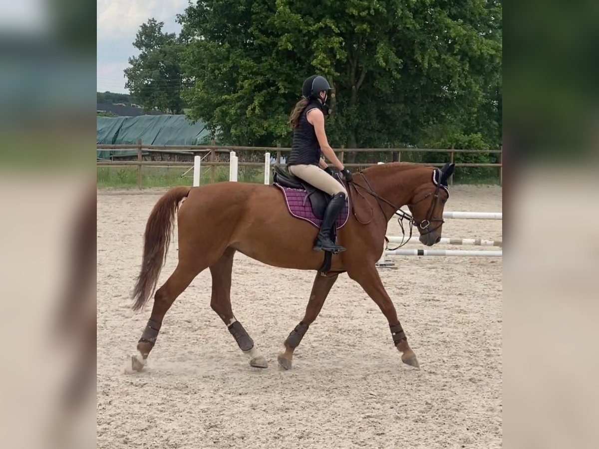 Czech Warmblood Mare 13 years 16,3 hh Chestnut-Red in Oberwil BL