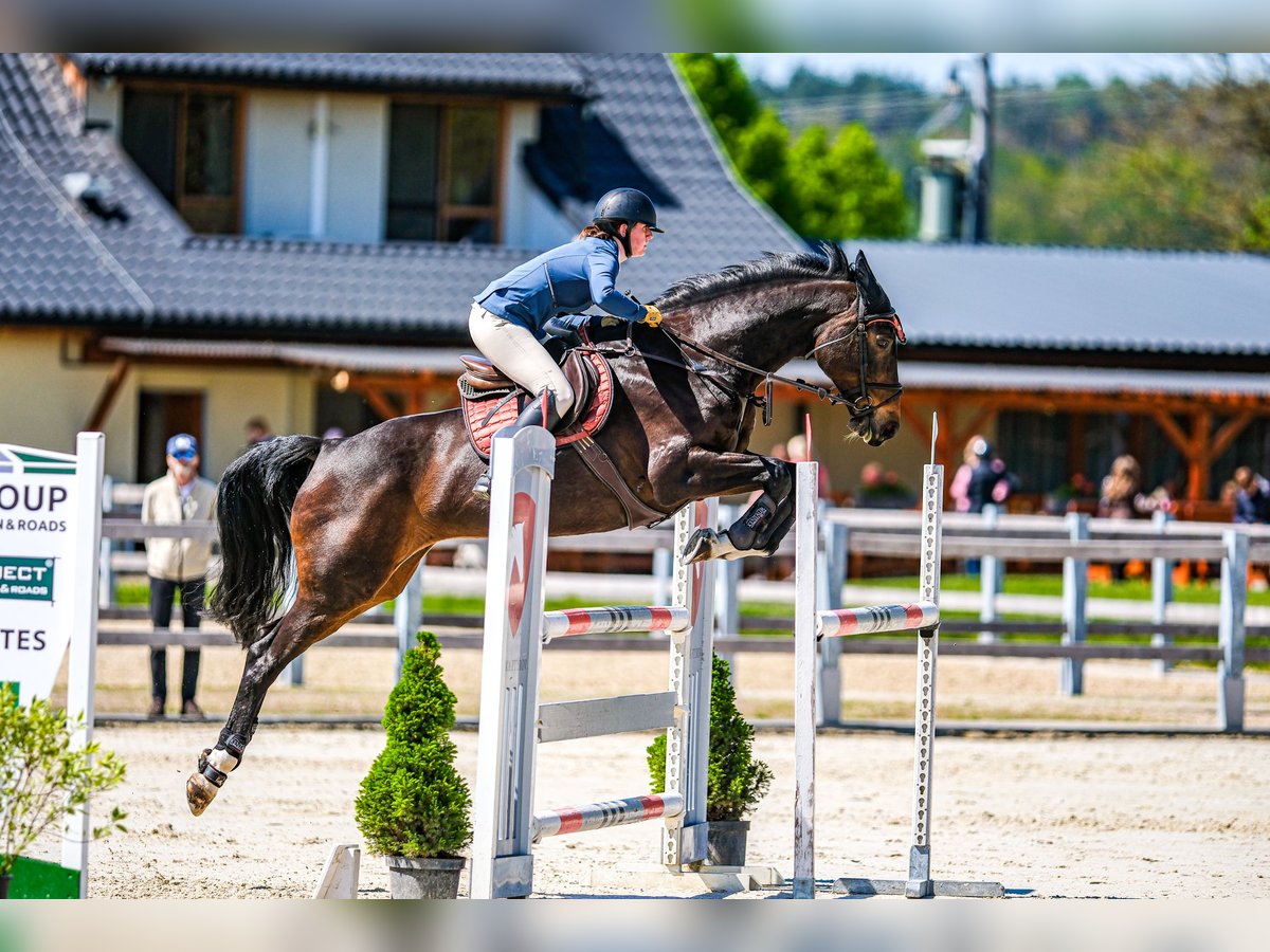 Czech Warmblood Mare 15 years 16,1 hh Brown in OBROK