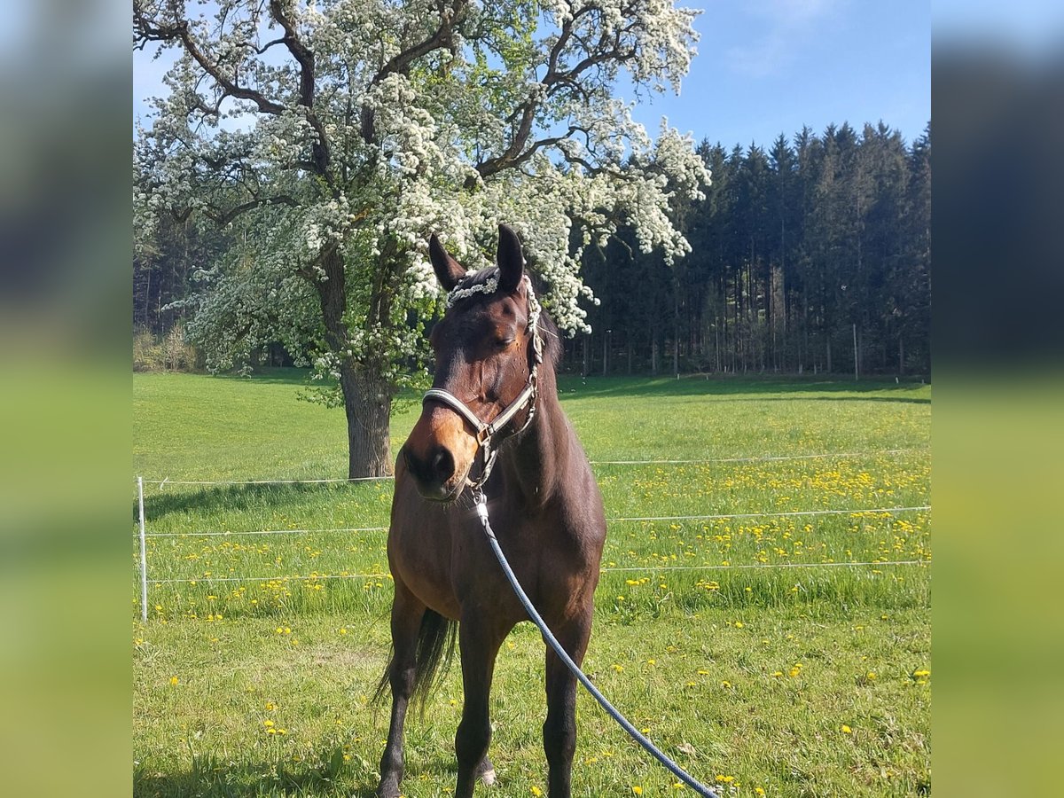 Czech Warmblood Mare 18 years 16,2 hh Roan-Bay in Lasberg