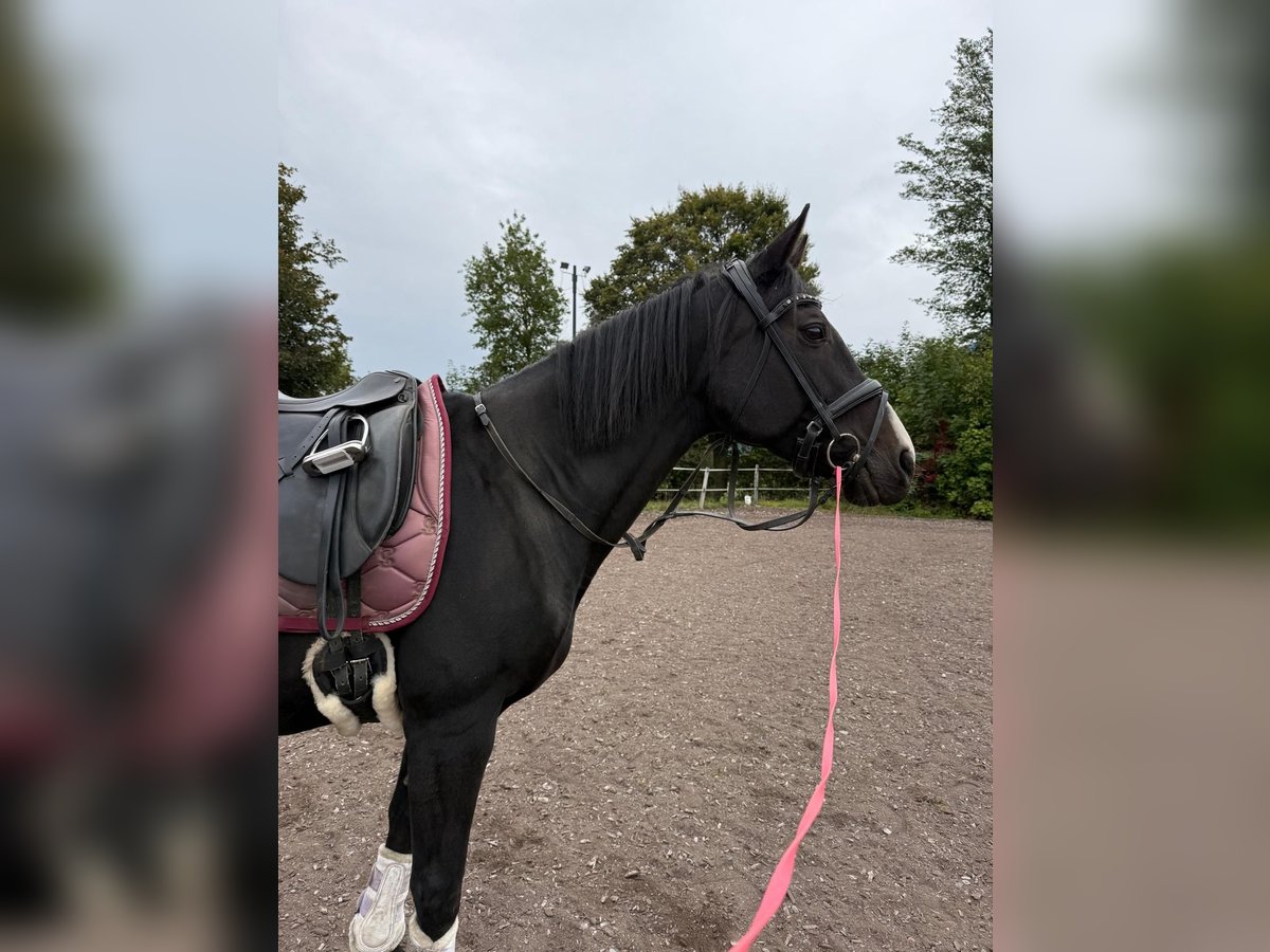 Czech Warmblood Mare 18 years 16 hh Bay-Dark in Paternion