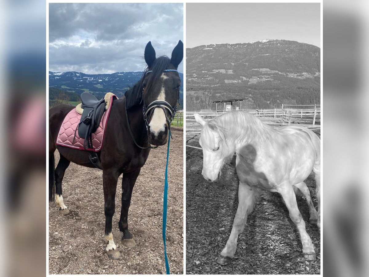 Czech Warmblood Mare 18 years 16 hh Bay-Dark in Paternion