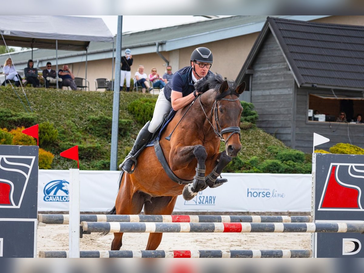 Czech Warmblood Mare 18 years 17 hh Brown in Inwałd