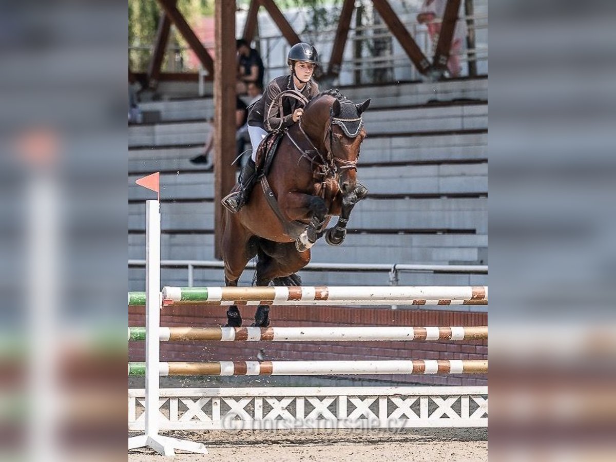 Czech Warmblood Mare 5 years 16,1 hh Brown in Olomouc