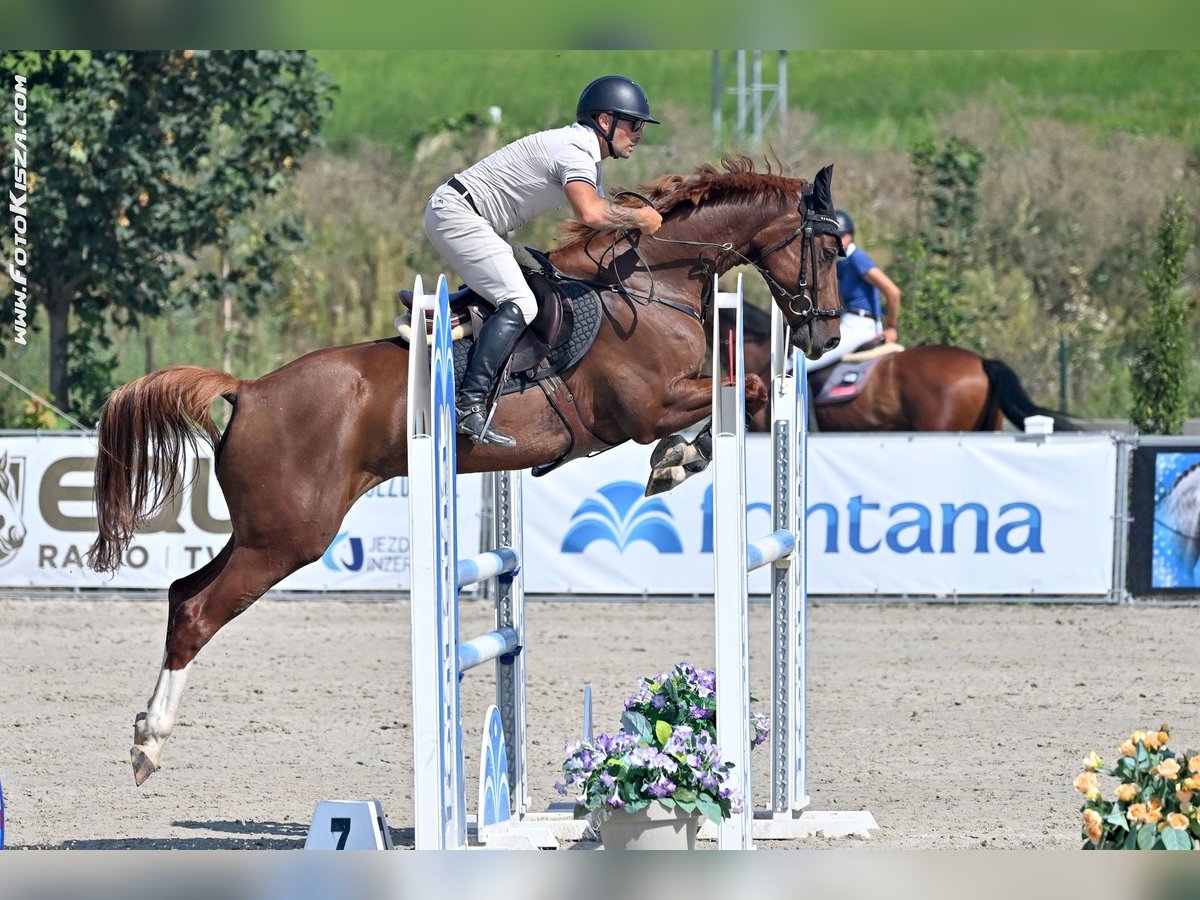 Czech Warmblood Mare 5 years 16,1 hh Brown in Zduchovice