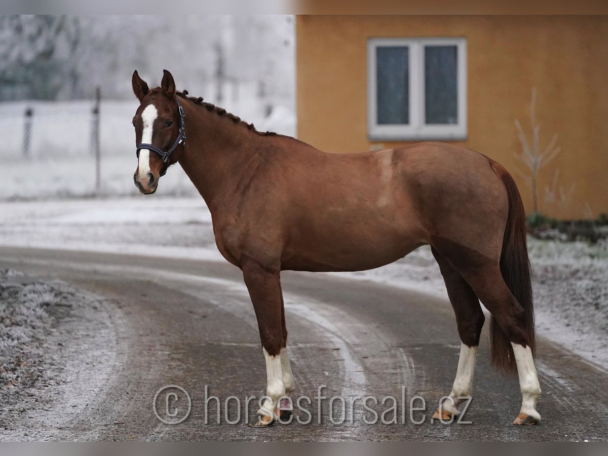 Czech Warmblood Mare 6 years 15,1 hh Chestnut-Red in 1 Stunde von Prag