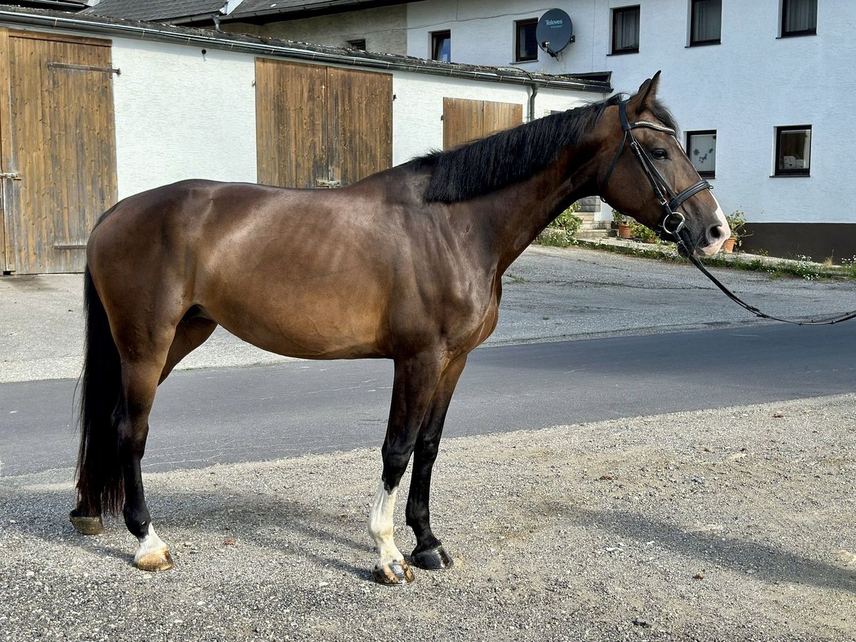 Czech Warmblood Mare 6 years 16,3 hh Bay-Dark in Pelmberg