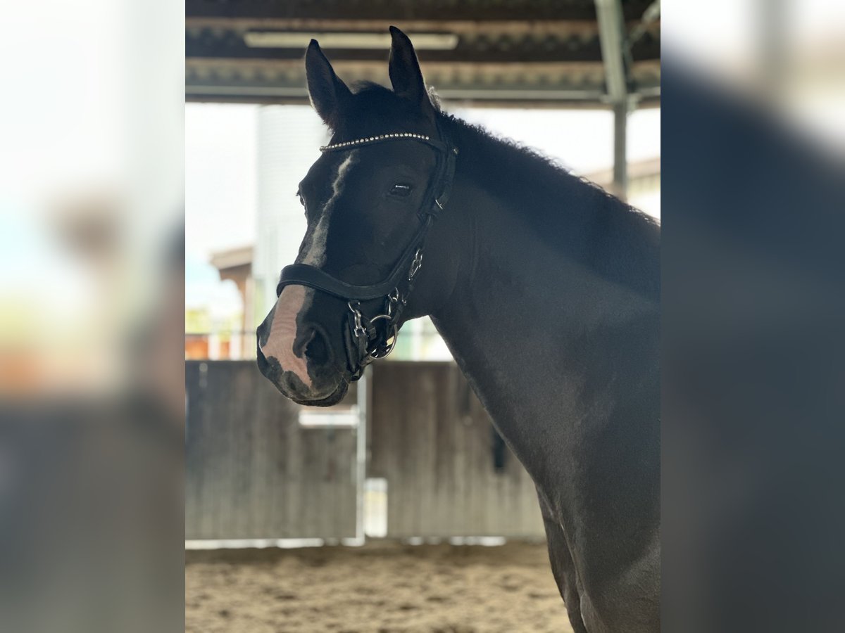 Czech Warmblood Mare 7 years 16 hh Bay-Dark in Abtwil