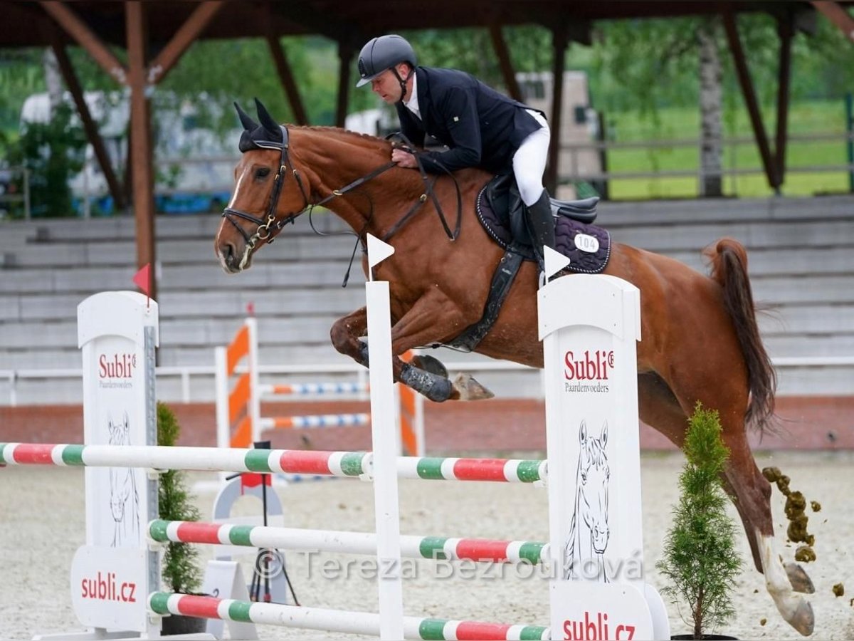 Czech Warmblood Mare 7 years 17 hh Chestnut-Red in Kromeriz