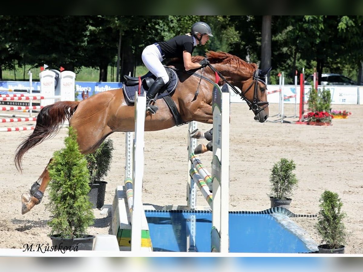 Czech Warmblood Mare 8 years 16,1 hh Chestnut-Red in Prag