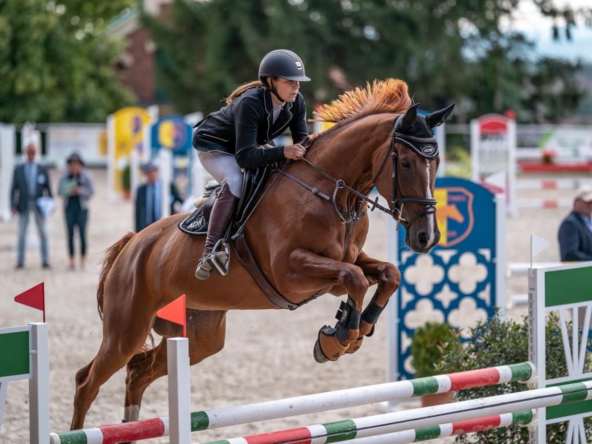 Czech Warmblood Mare 8 years 16,3 hh Chestnut in Prague