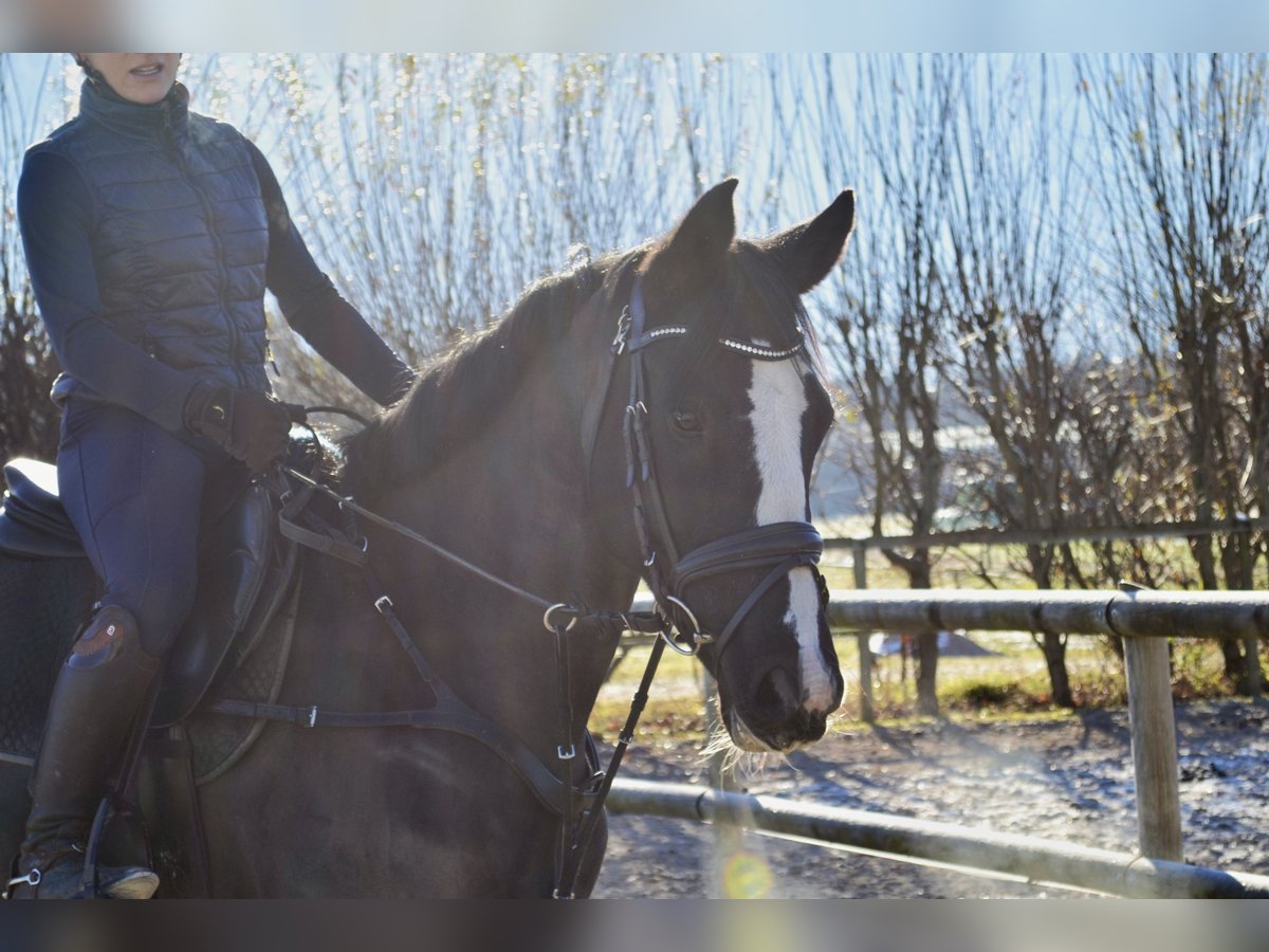 Czech Warmblood Mare 8 years 16,1 hh Black in Salzburg