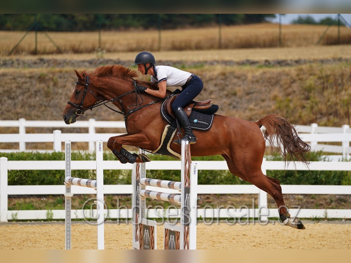 Czech Warmblood Mare 8 years 16,2 hh Chestnut-Red in Region Prag