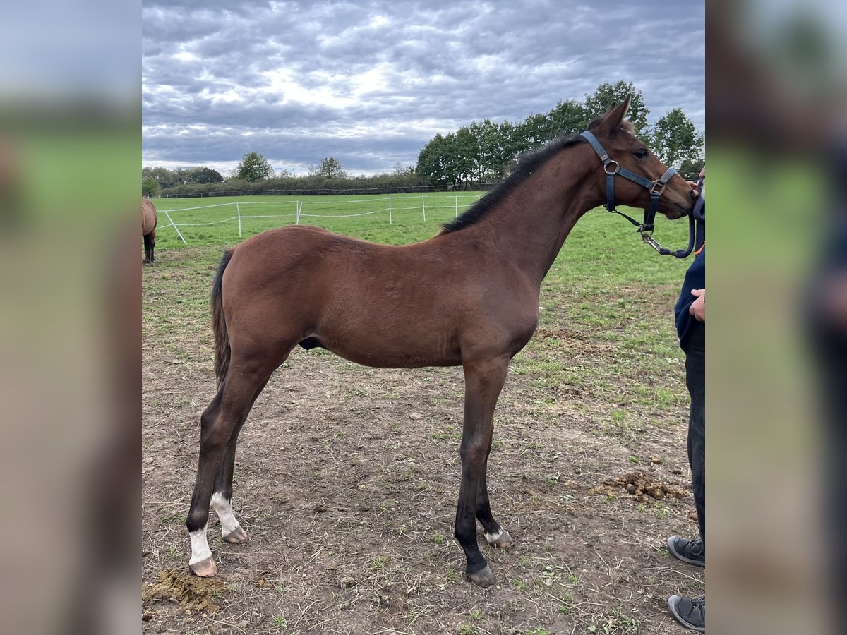 Czech Warmblood Stallion Foal (05/2025) Bay in Krsice
