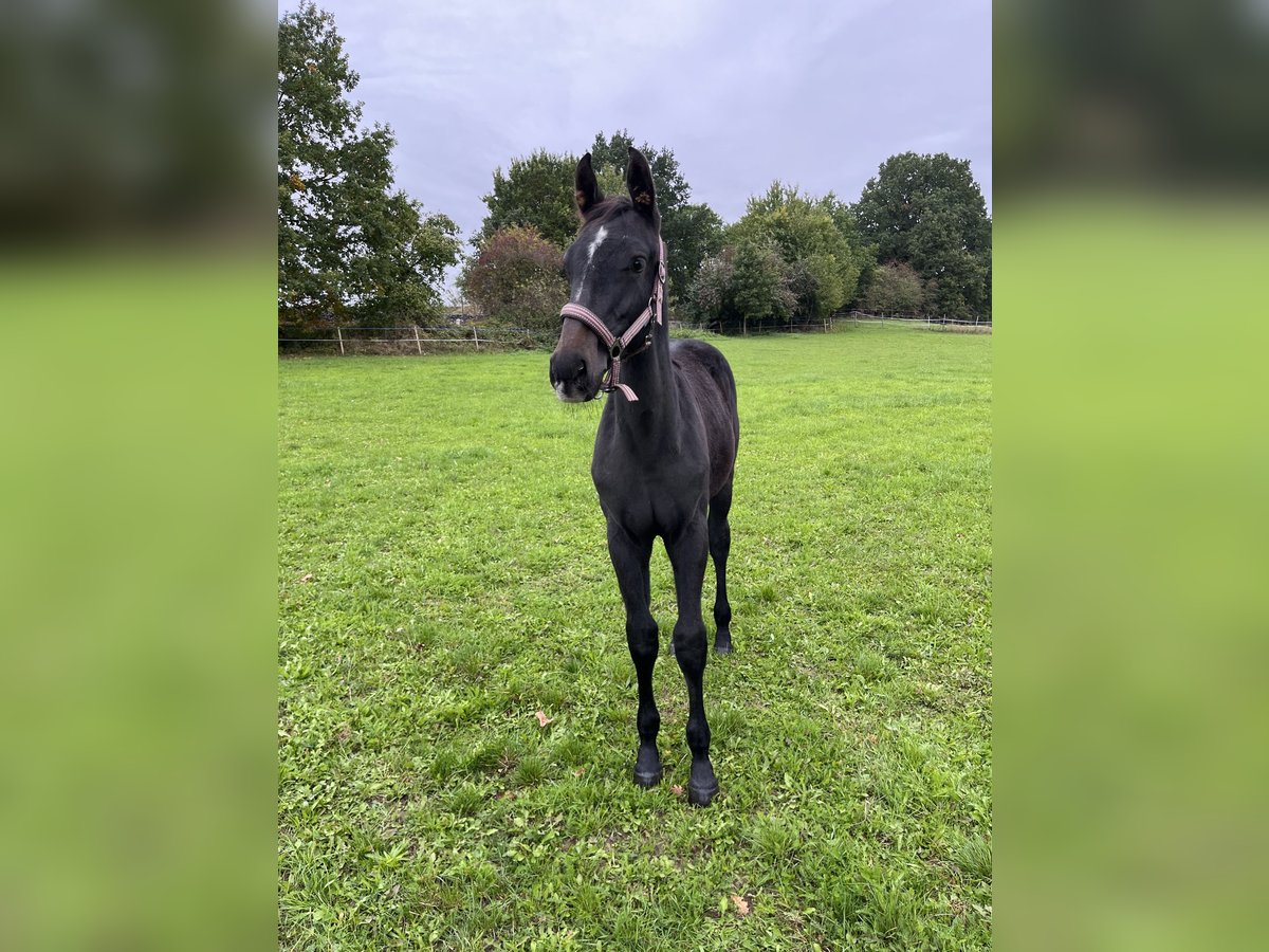 Czech Warmblood Stallion Foal (05/2025) Can be white in Krsice