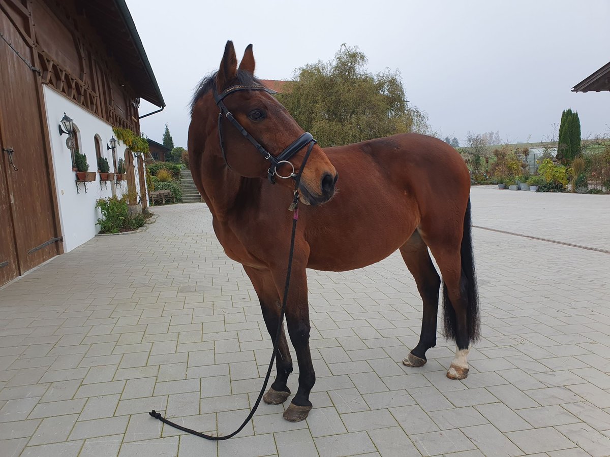 Czeski koń gorącokrwisty (CSFR) Wałach 19 lat 163 cm Gniada in Neuötting