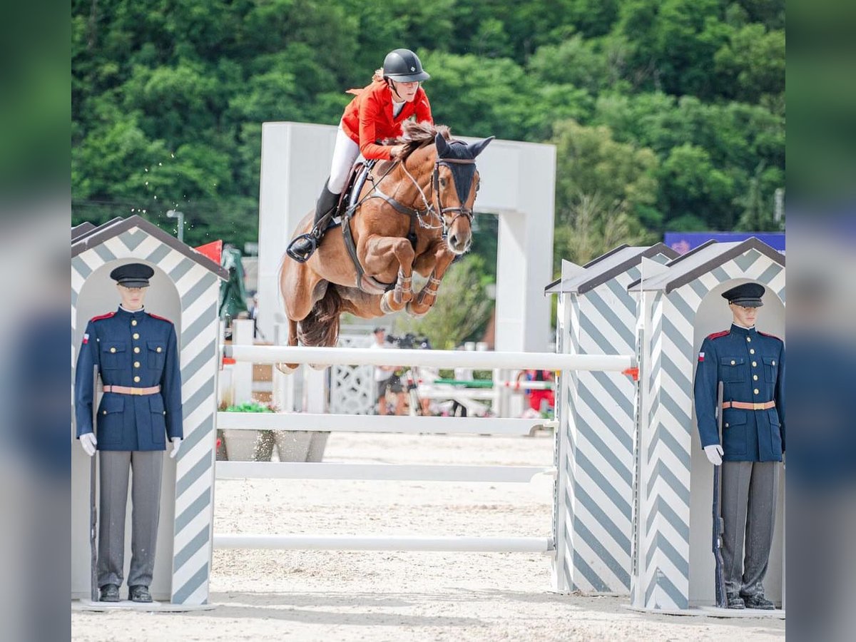 Czeski koń gorącokrwisty Klacz 13 lat 172 cm Kasztanowata in Prag